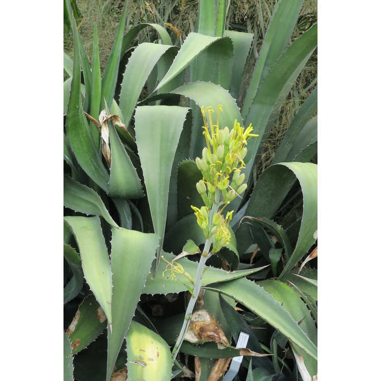 Agave lophantha × A. salmiana var. ferox 'Logan Calhoun'