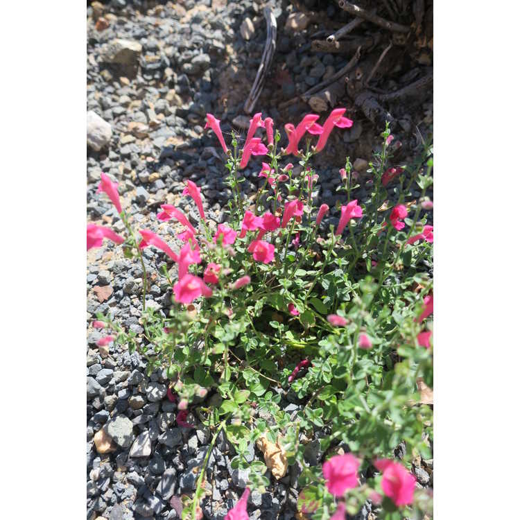 Scutellaria suffrutescens Texas Rose