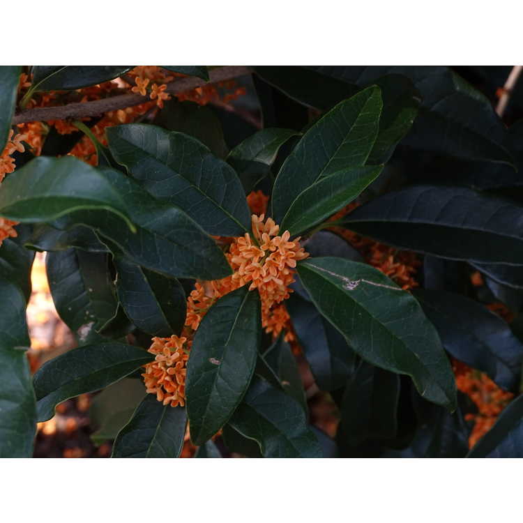 Osmanthus fragrans aurantiacus Apricot Gold