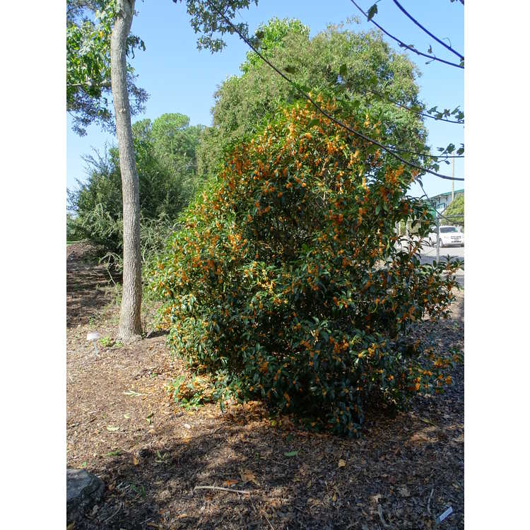 Osmanthus fragrans f. aurantiacus 'Apricot Gold' - golden sweet-olive