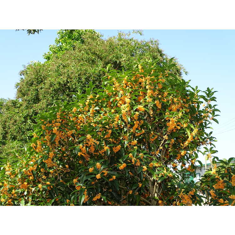 Osmanthus fragrans aurantiacus Apricot Gold