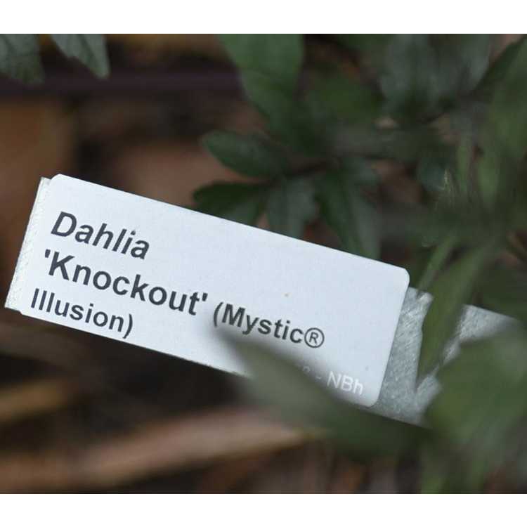 Dahlia 'Knockout' - Mystic Illusion garden dahlia