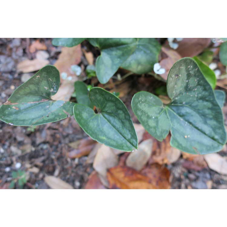 Asarum arifolium 'Brunswick Stew' - arrow-leaf ginger