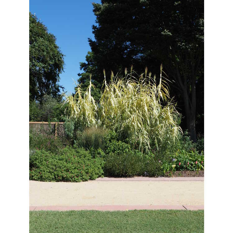 Arundo donax 'Peppermint Stick' - variegated giant reed