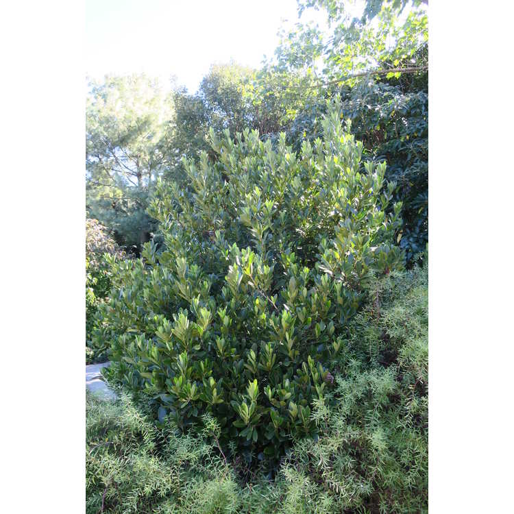 Illicium parviflorum (small leaf) - yellow anise