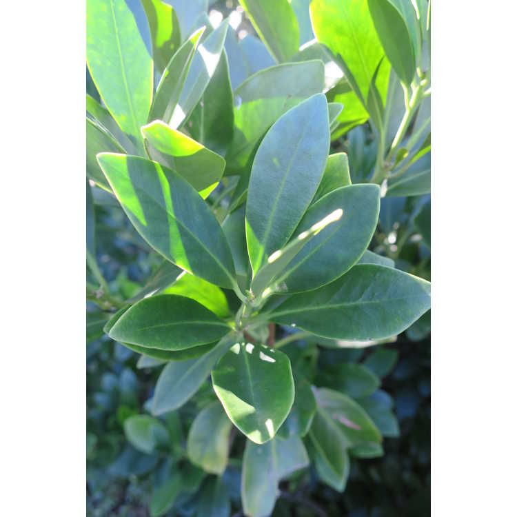 Illicium parviflorum (small leaf) - yellow anise