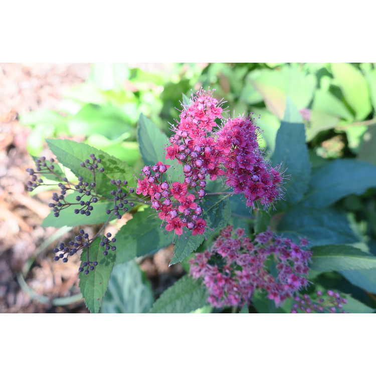Spiraea japonica Smnsjmfr Double Play Red
