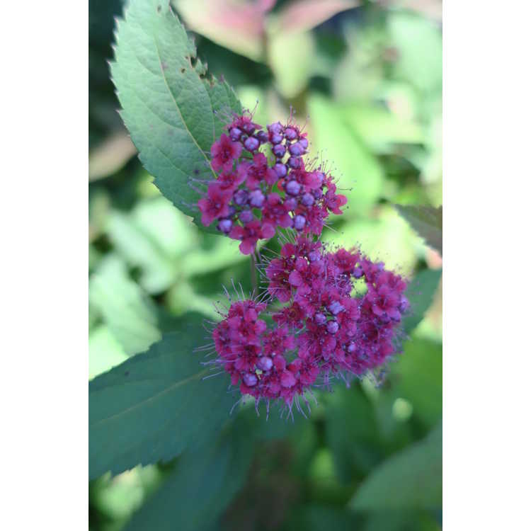 Spiraea japonica Smnsjmfr Double Play Red
