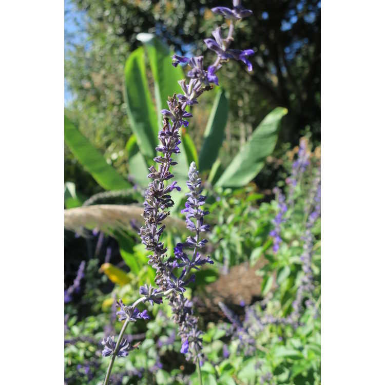 Salvia 'Indigo Spires' - flowering sage
