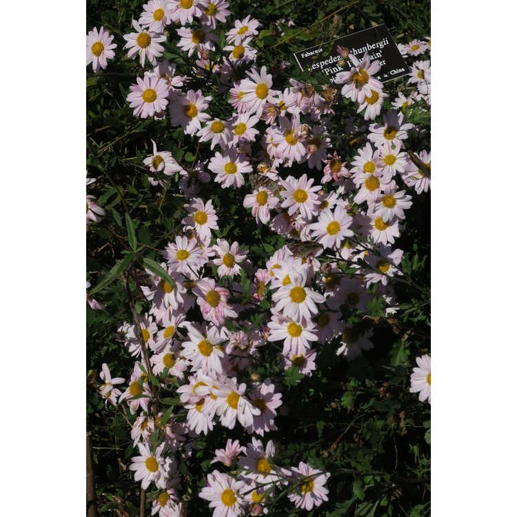 Chrysanthemum (Elizabeth Lawrence pink)