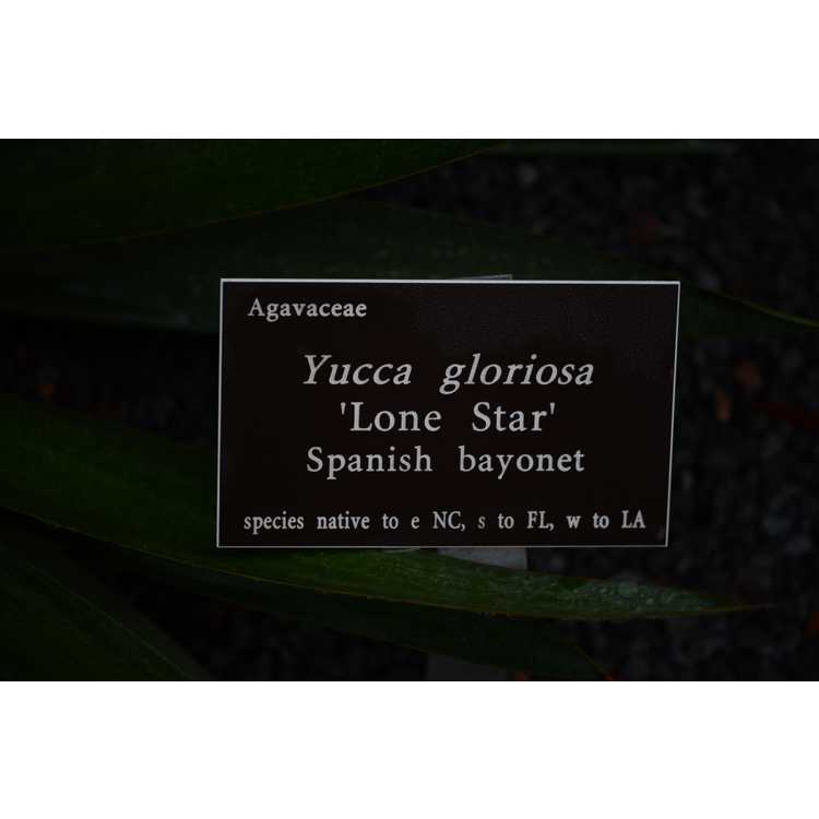 Yucca gloriosa 'Lone Star' - Spanish bayonet