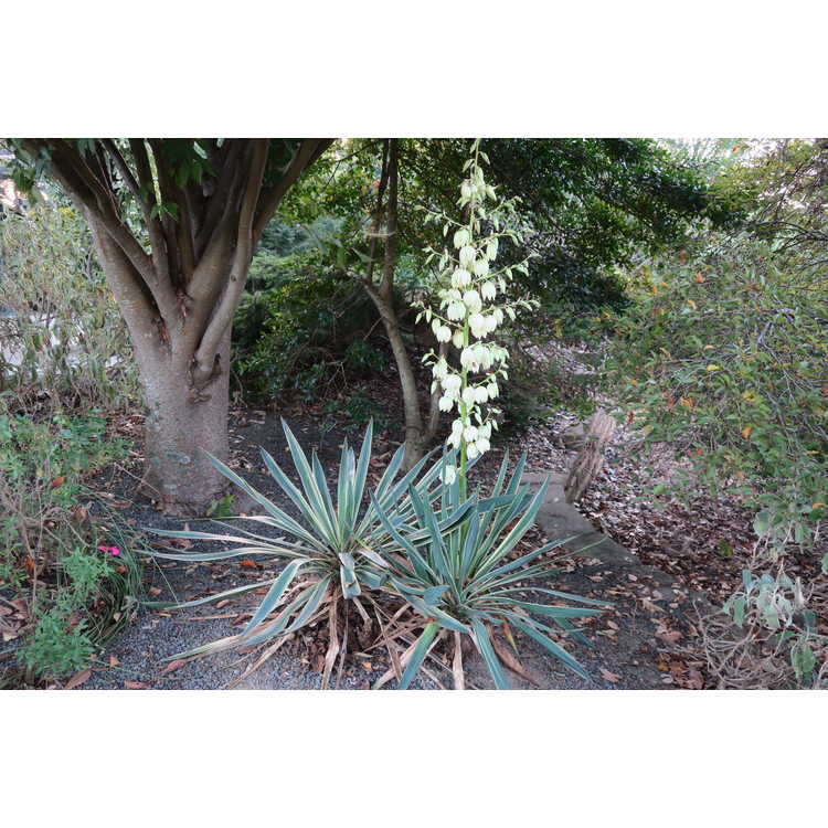 <em>Yucca gloriosa</em> 'Variegata'