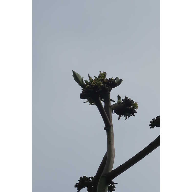 Agave ovatifolia - whale's tongue agave