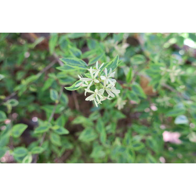 Abelia ×grandiflora 'Hopleys' - Miss Lemon Miss Lemon variegated glossy abelia