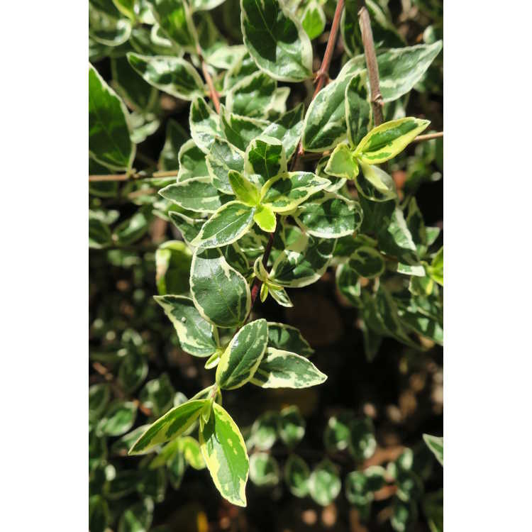 Abelia ×grandiflora 'Wev02'
