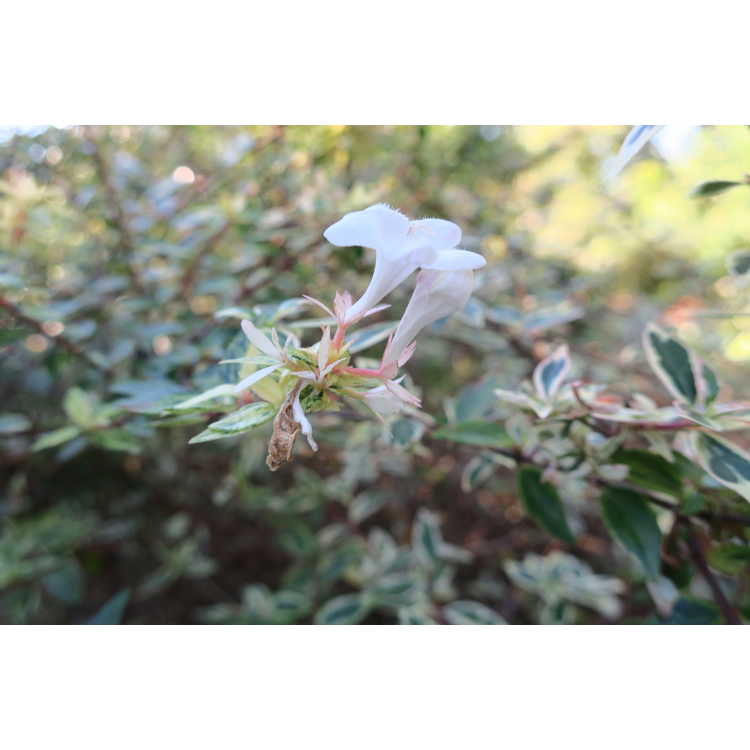 Abelia ×grandiflora 'Conti'