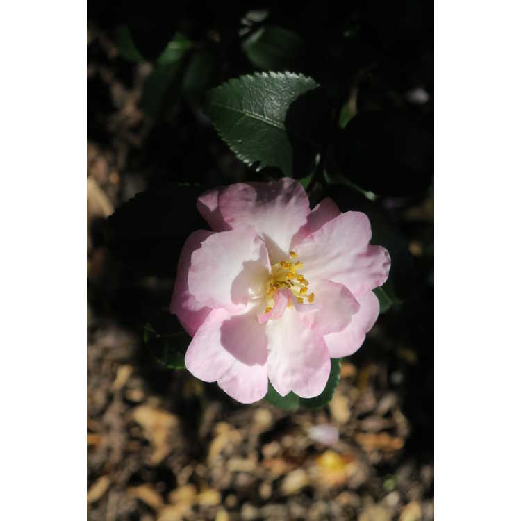 Camellia sasanqua 'Green 94-035' - October Magic Orchid sasanqua camellia