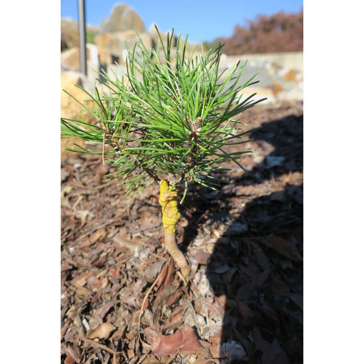 <em>Pinus uncinata</em> 'Hnijdo'