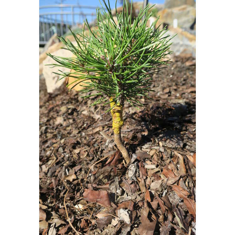<em>Pinus uncinata</em> 'Hnijdo'