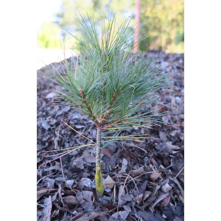 <em>Pinus strobus</em> 'Beran'