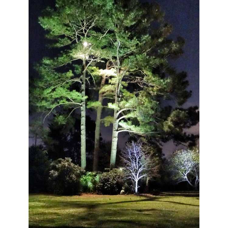 Pinus taeda - loblolly pine