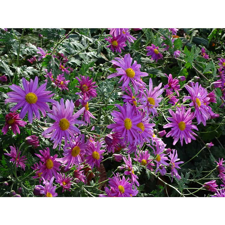 Chrysanthemum 'Miss Gloria's Thanksgiving Day' - garden chrysanthemum