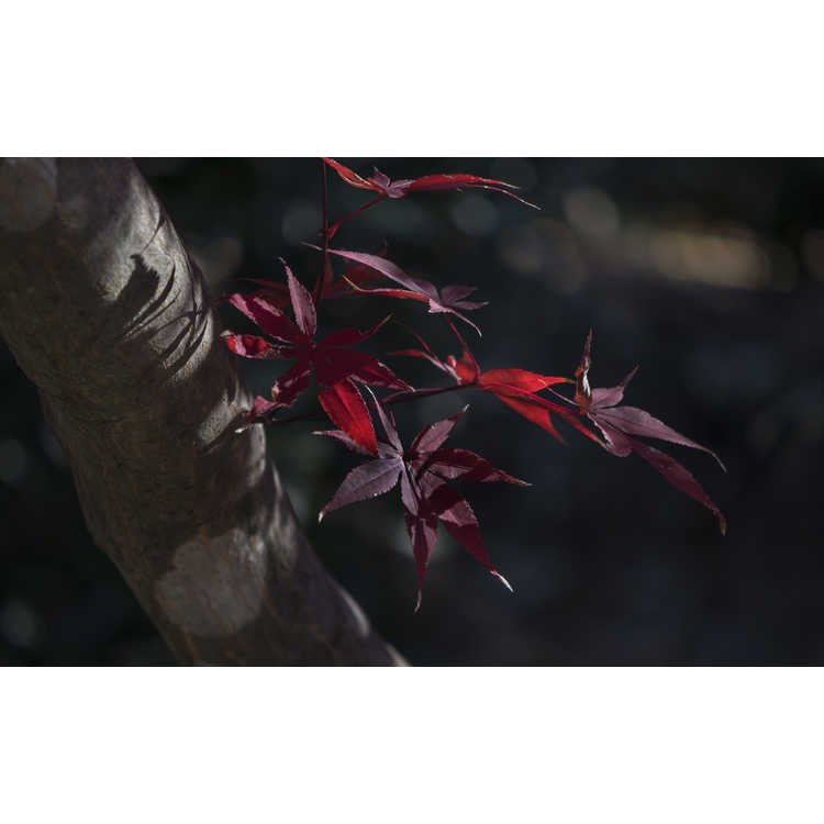 Acer palmatum 'Bloodgood' - purple-leaf Japanese maple