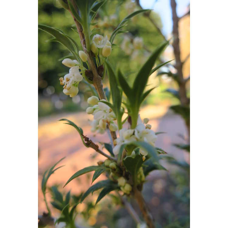Osmanthus heterophyllus (#2)