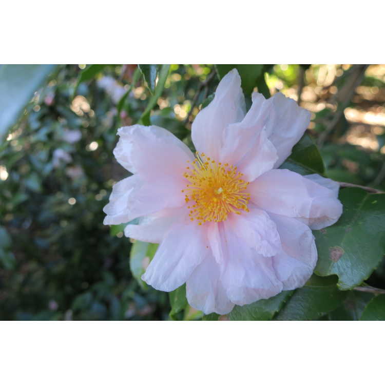 Camellia 'Winter's Dream'
