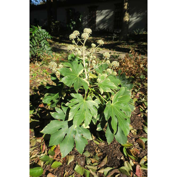 Fatsia japonica 'Variegata' - variegated Japanese fatsia