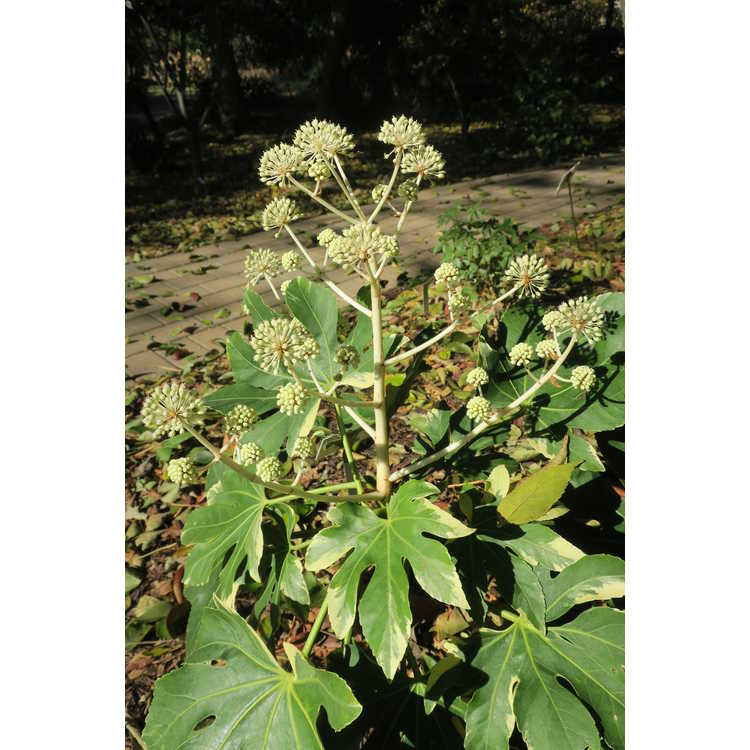 Fatsia japonica 'Variegata' - variegated Japanese fatsia