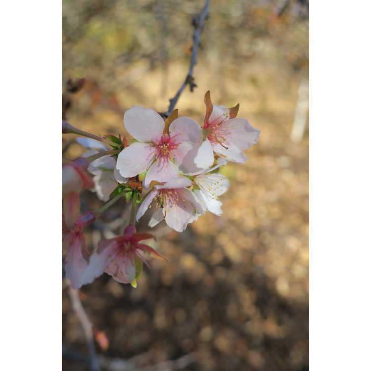 Prunus incisa - Fuji cherry