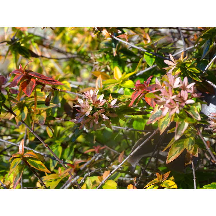 Abelia ×grandiflora 'Kaleidoscope' - variegated glossy abelia
