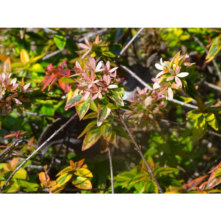 Abelia ×grandiflora 'Kaleidoscope'