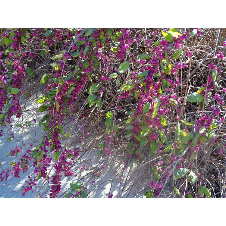 Symphoricarpos ×doorenbosii 'Pink Magic' - Doorenbos coralberry