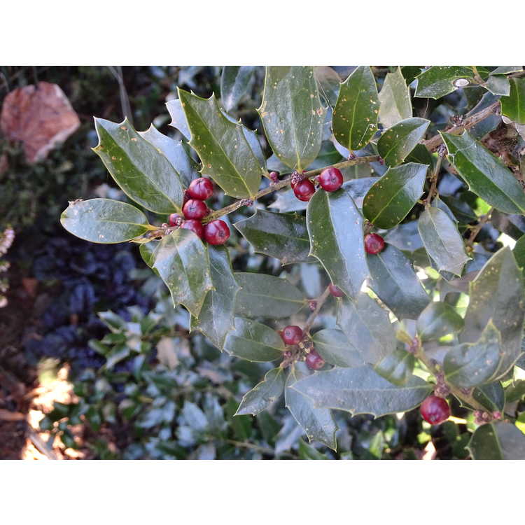 Ilex 'HL10-90' - Christmas Jewel evergreen holly
