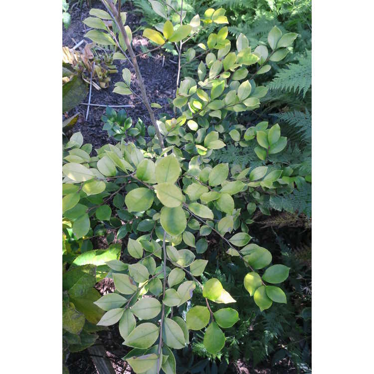 Camellia sasanqua (gold leaf)