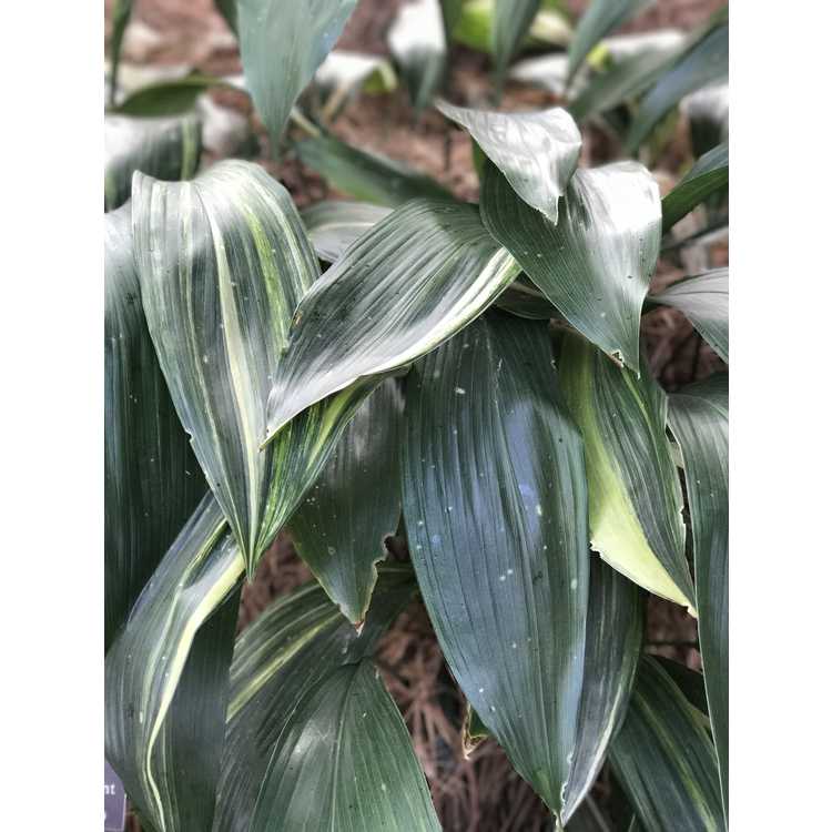 Aspidistra elatior 'Okame' - variegated cast-iron plant