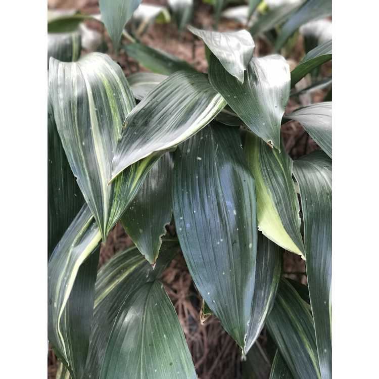 Aspidistra elatior 'Okame' - variegated cast-iron plant