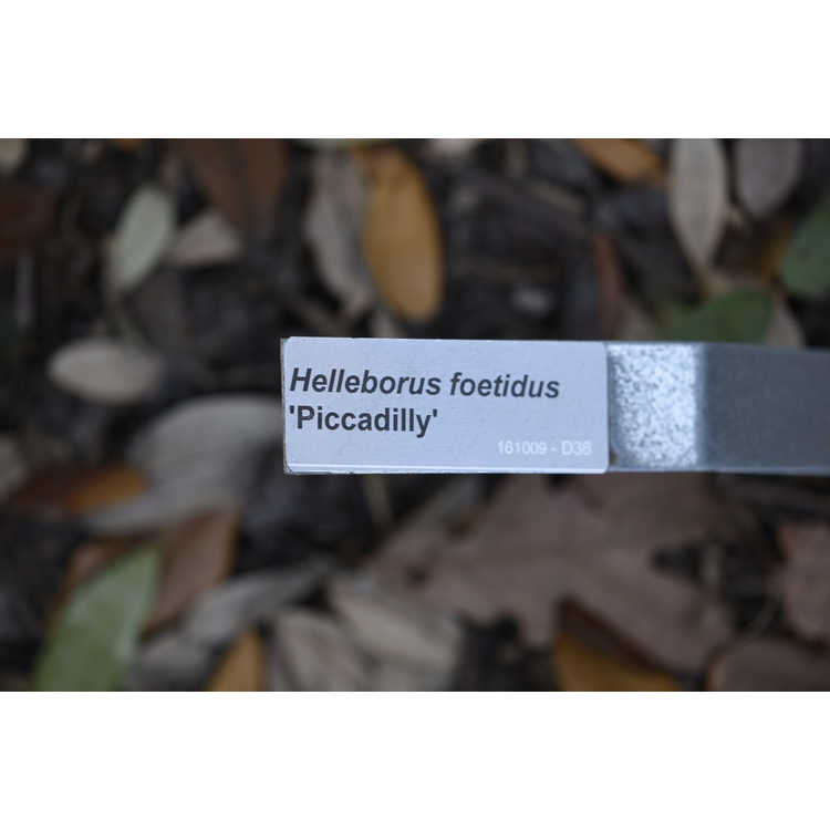 Helleborus foetidus 'Piccadilly'