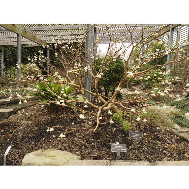 Edgeworthia 'Snow Globe' - hybrid Japanese paperbush