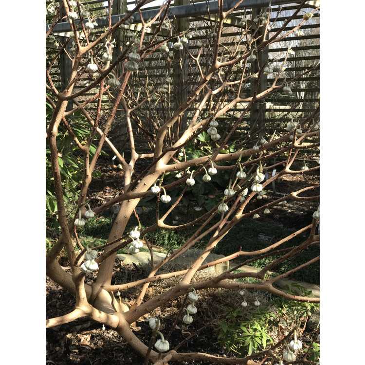Edgeworthia 'Snow Globe' - hybrid Japanese paperbush