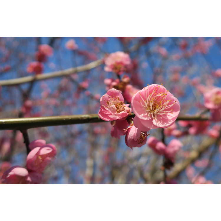Prunus mume 'Peggy Clarke' - pink Japanese flowering apricot