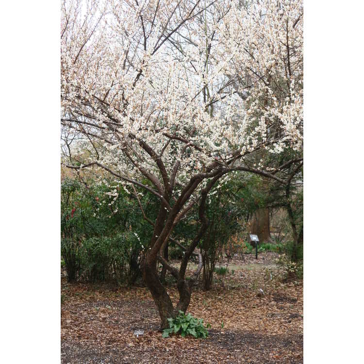 Prunus mume Tojibai