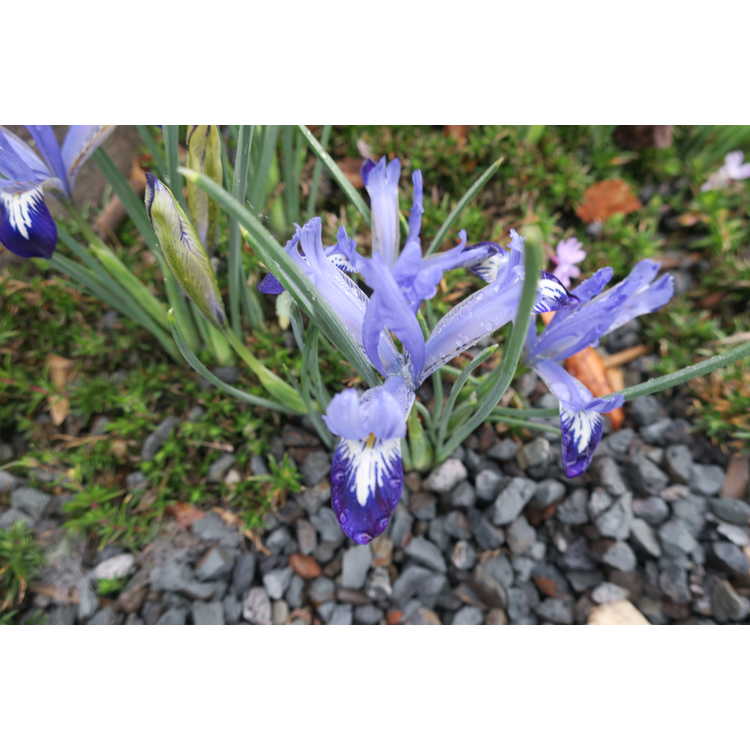 Iris [Reticulata Group] 'Spring Time'