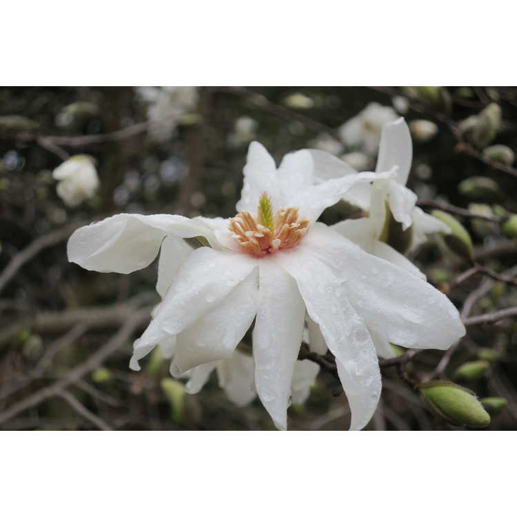 Magnolia stellata Scented Silver