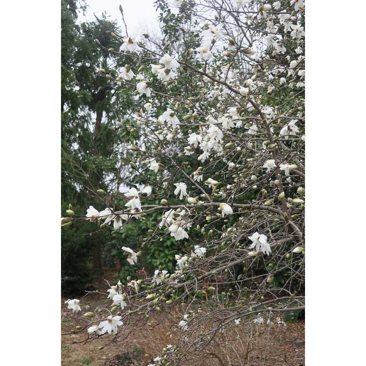 Magnolia stellata 'Scented Silver' - star magnolia