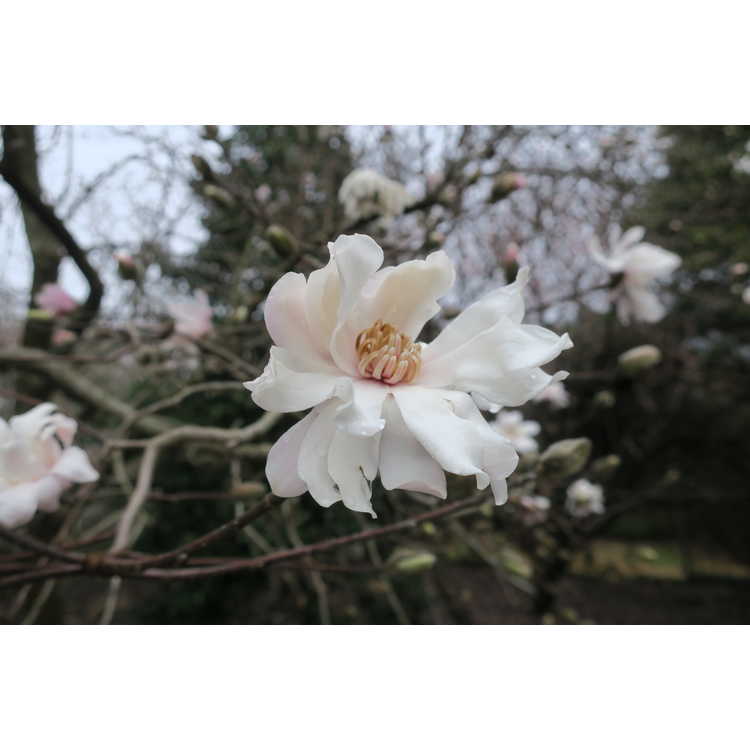 Magnolia ×loebneri 'Ballerina' - Loebner magnolia