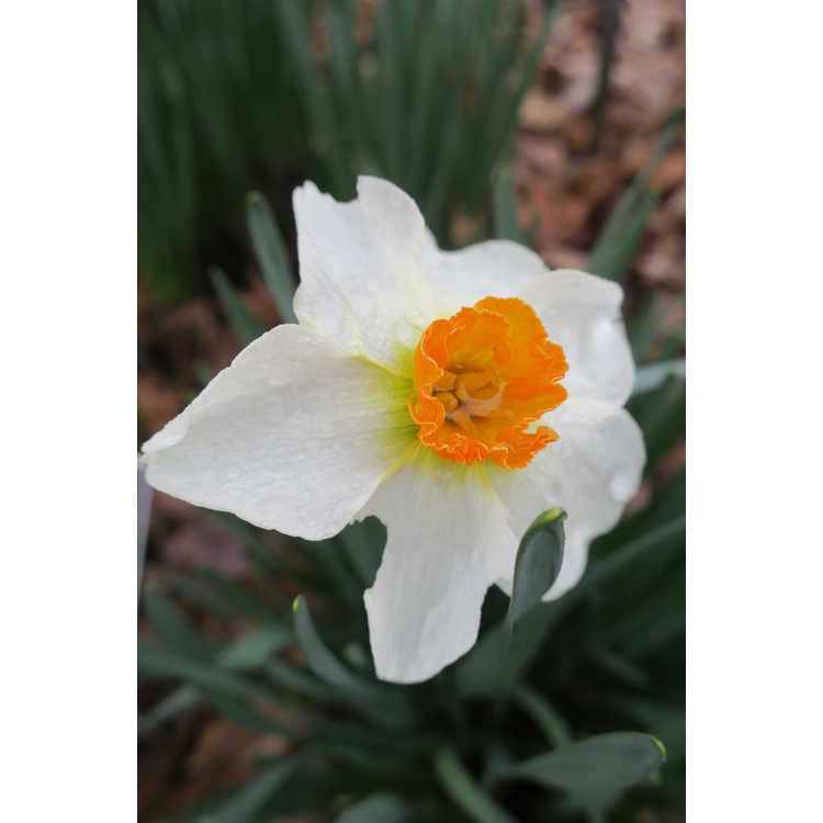 Narcissus 'Queen of the North' - daffodil