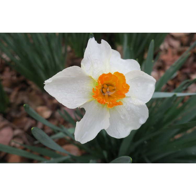 Narcissus 'Queen of the North' - daffodil
